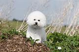 BICHON FRISE 180